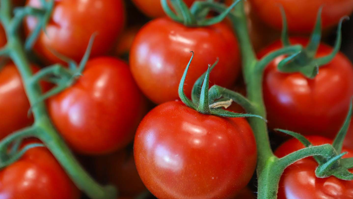 Belt Tomaten in IJsselmuiden
