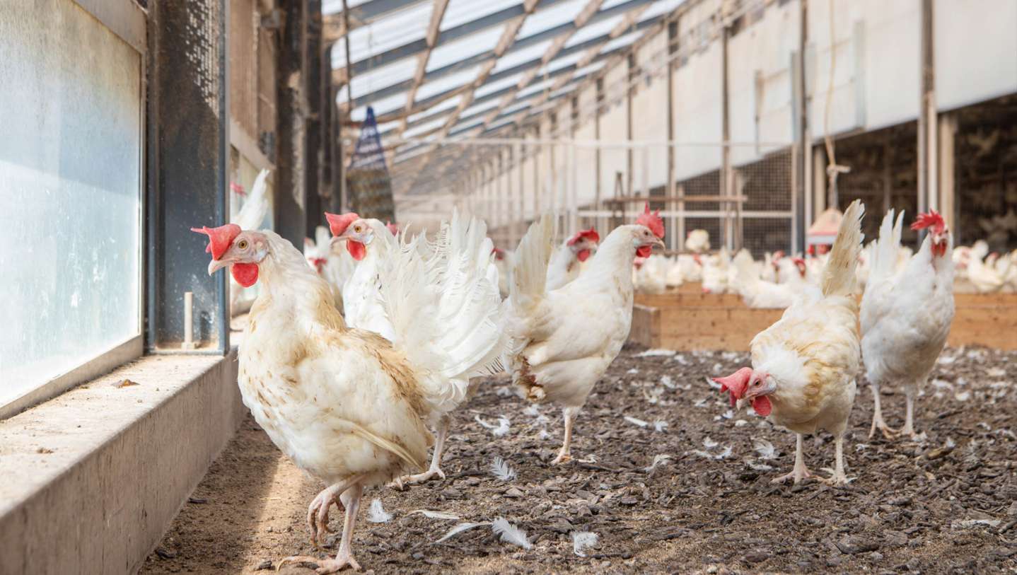Pluimveehouderij Beek in Barneveld
