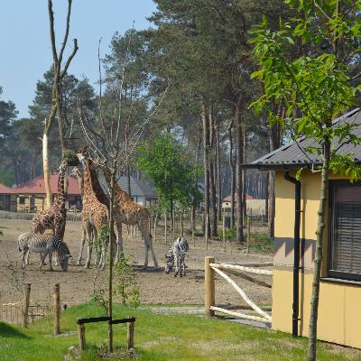 Safari Resort Beekse Bergen
