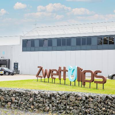 Zwettulips in Rijsenhout