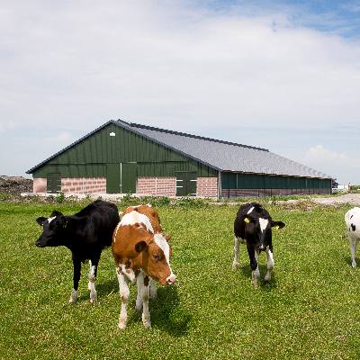 Koeienstal Terwisscha in It Heidenskip