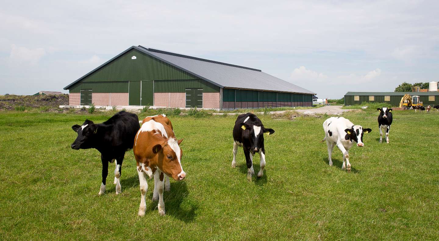 Koeienstal Terwisscha in It Heidenskip